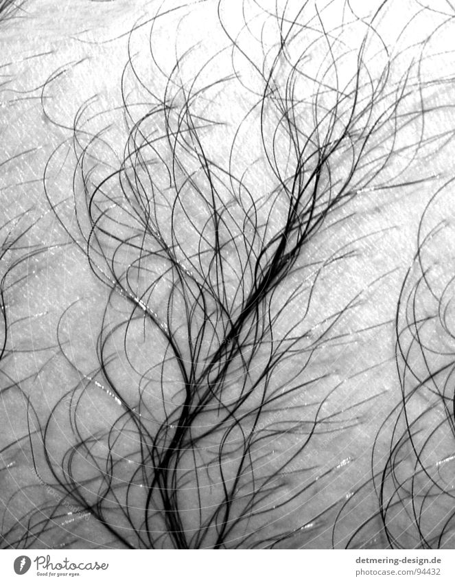 hair tree* Tree Pattern Wet Damp Clean Thin Man Anatomy Appearance Hairy chest Hairy legs Black White Delicate Near Plant Bushes Skin Wrinkles
