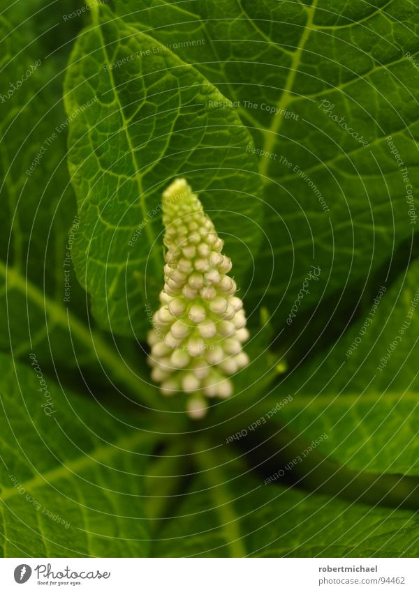 a completely natural erection Blossom Leaf Macro (Extreme close-up) Leaf green Photosynthesis Pistil Botany