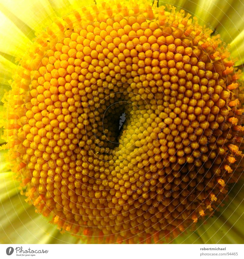 the pincushion plant Sunflower Stamen Blossom Macro (Extreme close-up) Detail Section of image Partially visible Blossoming Vigor Yellow
