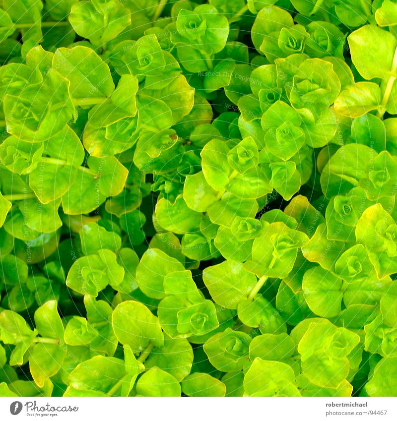 rosette sea at the salad bar Plant Flower Green Gardener Market garden Wary Individual Under Maturing time Growth Small Whorl Grass Clover Ocean Rosette