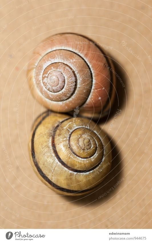 semi-detached houses Animal Snail Snail shell 2 Decoration Touch Authentic Together Small Near Natural Yellow Orange Protection Nature Transience Colour photo