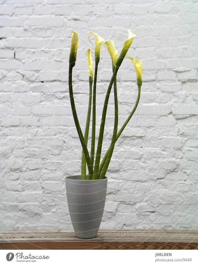 Kallas 04 Joy Summer Plant Spring Flower Blossom Wall (barrier) Wall (building) Wood Jump Cool (slang) Cold White Lily Neutral Minimalistic Zen Vase Wood flour