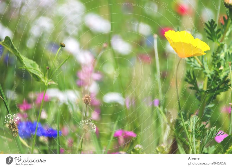 meadow bouquet Plant Flower Grass Poppy blossom Garden Meadow Flower meadow Blossoming Friendliness Bright Natural Multicoloured Yellow Green Spring fever