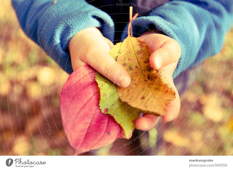 autumn in the kita Playing Parenting Education Kindergarten Child Leaf Autumnal Multicoloured To hold on Retentive Study Masculine Toddler Infancy Arm Hand
