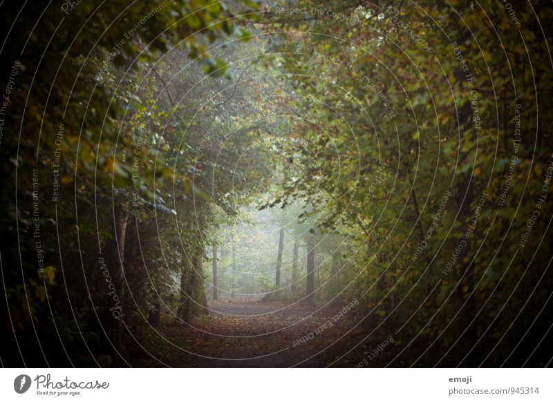 before the snow Environment Nature Landscape Autumn Fog Forest Natural Green Colour photo Exterior shot Deserted Twilight Shallow depth of field Wide angle