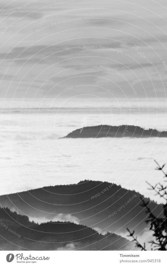 More clouds. Environment Nature Landscape Sky Clouds Summer Weather Beautiful weather Tree Spruce Hill Black & white photo Black Forest Line Esthetic Gray White
