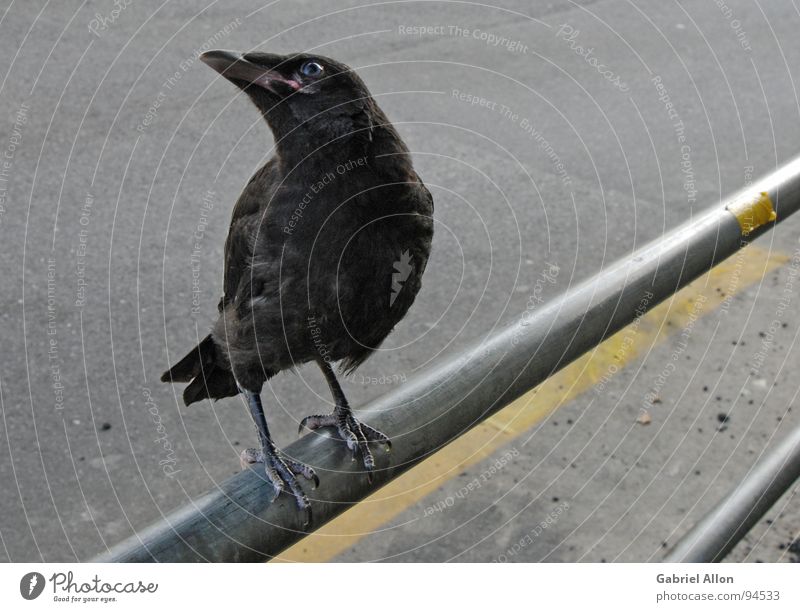 raven Raven birds Crow Yellow Black Bird Gray Glittering Near Handrail Metal Line Lane markings