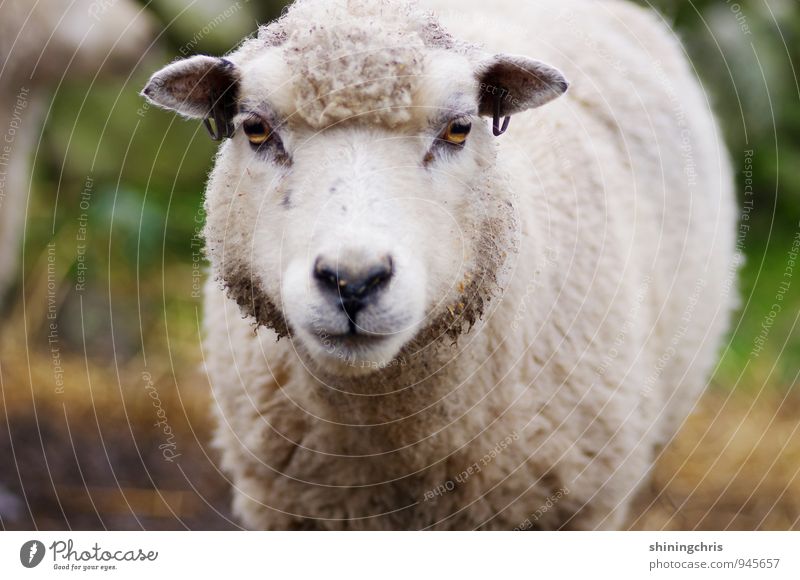 Moo! Tourism Nature Animal Animal face Pelt Sheep 1 Looking Threat Earring Piercing Wool Colour photo Exterior shot Copy Space bottom Deep depth of field