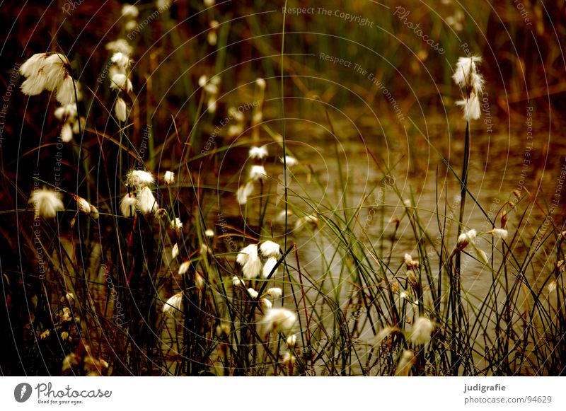 grass Grass Green Stalk Blade of grass Ear of corn Glittering Beautiful Soft Hissing Meadow Delicate Flexible Sensitive Pennate Plant Summer Transience Pollen