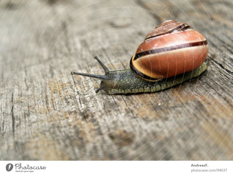 My home is my castle Mucus Slimy Speed Wood Tree trunk Cottbus House (Residential Structure) Snail shell Crawl Slowly Time Animal Movement Flat (apartment)