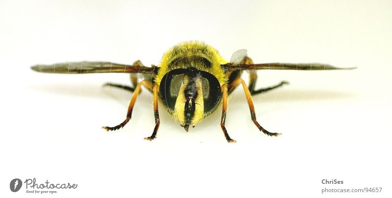 Big Hoverfly 04 Wasps Hover fly Yellow Black Insect Fingers Macro (Extreme close-up) Animal Summer Eyes Wing Articulate animals Dipterous Bee Attack Frontal