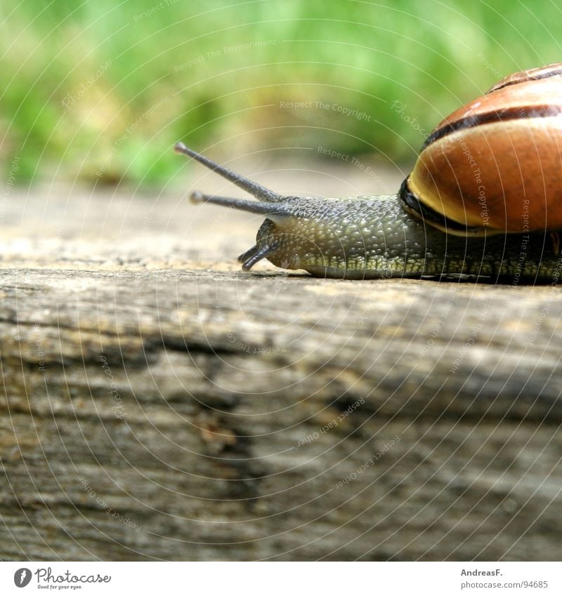 always following the nose Mucus Slimy Speed Wood Tree trunk Cottbus House (Residential Structure) Snail shell Crawl Slowly Time Animal Movement Flat (apartment)