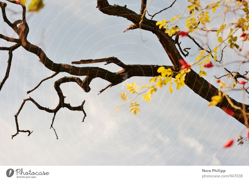 all those beautiful rosehips Nature Sky Autumn Beautiful weather Plant Tree Bushes Foliage plant Branch Twigs and branches Rose hip Leaf Sharp-edged Blue Red