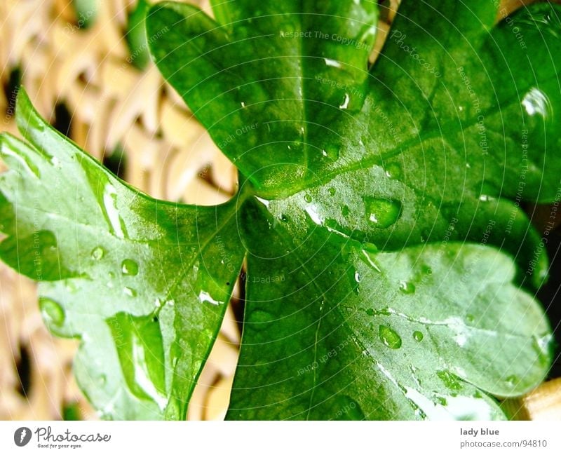 parsley Parsley Green Herbs and spices Medicinal plant Healthy Eating Rain Wet Damp Fresh Near Brown Light brown Vegetarian diet Macro (Extreme close-up)