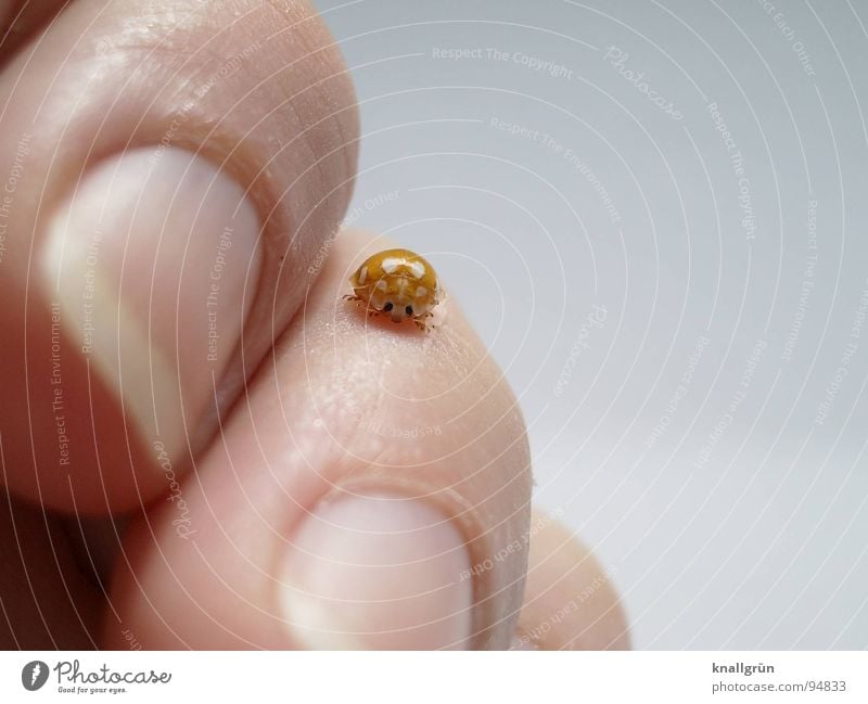 Little luck Ladybird Emotions Hand Animal Yellow White Fingers Fingernail Insect Touch Joy Happy Patch Beetle Point Nature crawling beetle Skin