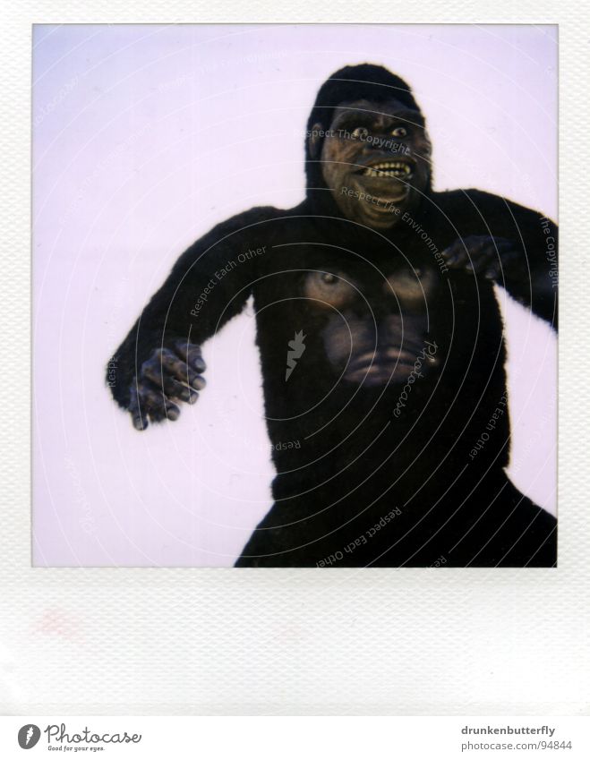 King Kong's alive! Gorilla Monkeys Animal Pelt Zoo Animation Creepy B movie Obscure monkey man Doll Claw Chest Sky Stage play Polaroid