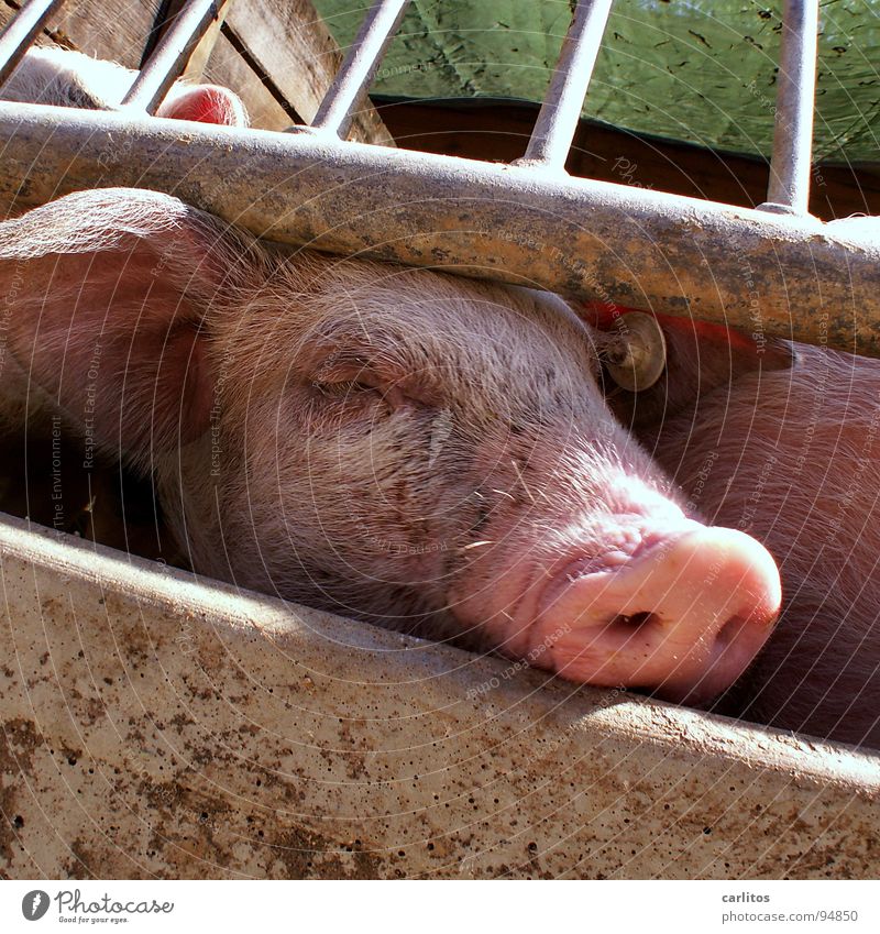 A break like this is awesome Break Relaxation Good luck charm Rabbit's foot Money box Swine Piglet Swinishness Tails Bristles Odor Pink Farm Agriculture Barn