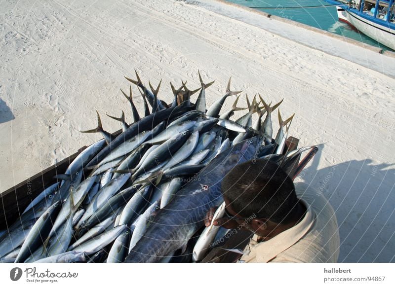 Death by anglers Fish - a Royalty Free Stock Photo from Photocase