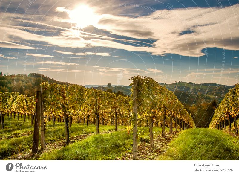 Herstnachmittag in the vineyards Lifestyle Vacation & Travel Tourism Trip Far-off places Mountain Hiking Environment Nature Landscape Plant Sky Clouds Sun