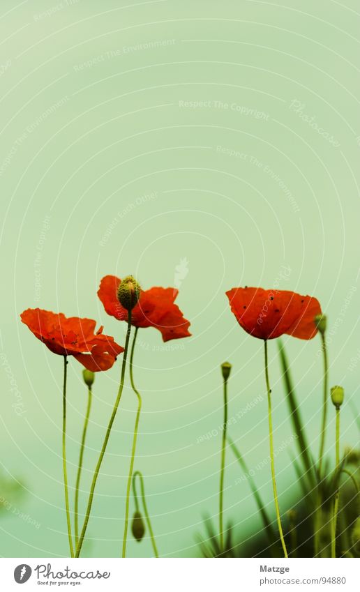 Mado poppy Green Meadow Flower Blossom Red Chalky meadow Poppy Corn poppy May Seed Sky Blue orange-red Ecological compensation area madostyle Summer
