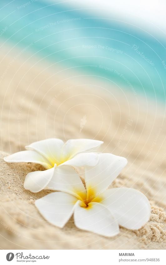 two flowers on the beach Exotic Harmonious Relaxation Vacation & Travel Summer Beach Ocean Nature Plant Sand Water Flower Blossom Yellow Turquoise White 2 Asia