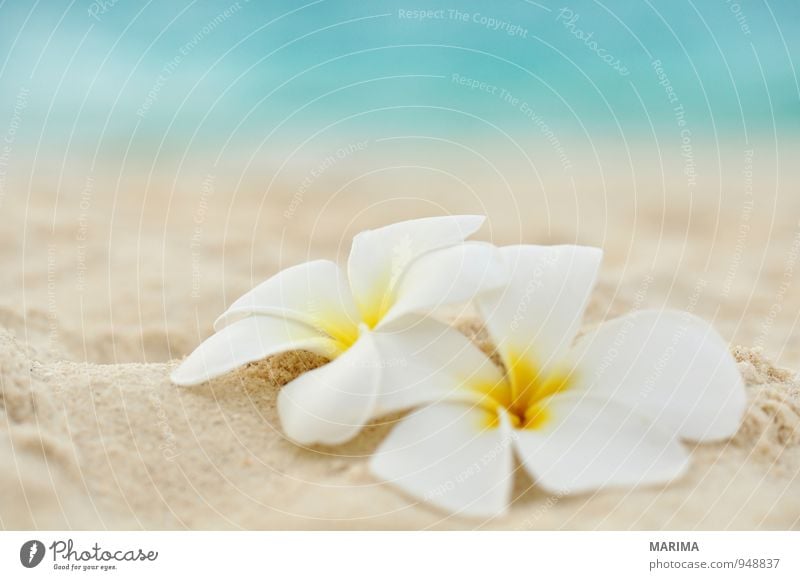 two flowers on the beach Exotic Harmonious Relaxation Vacation & Travel Summer Beach Ocean Nature Plant Sand Water Flower Blossom Yellow Turquoise White 2 Asia