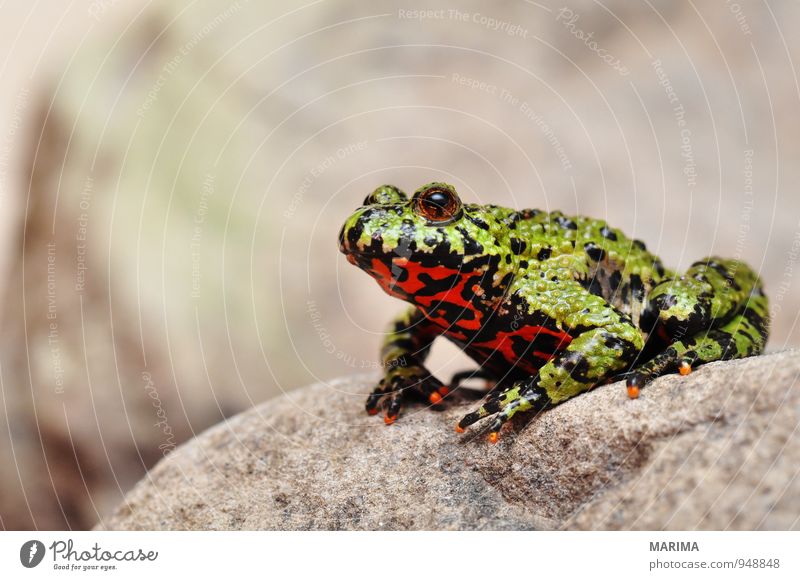 Firebellied Toad sitting on a stone Style Nature Animal Water Pond Lake Frog Stone Sit Disgust Wet Gray Green Red Black Amphibian Asia Europe flaming toad Frogs
