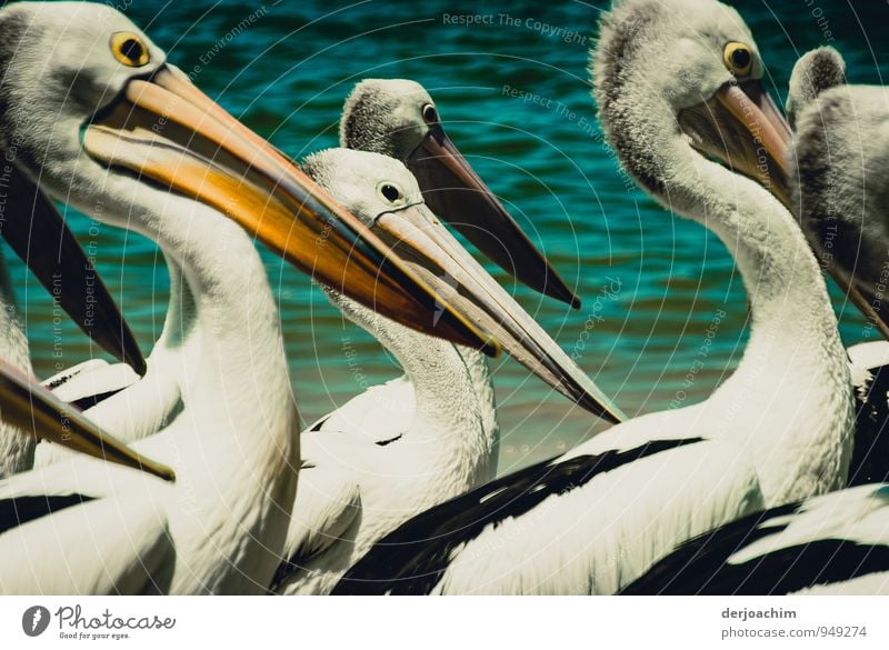 In the middle of the pelicans on the beach of Labrador.Queensland / Australia Joy Harmonious Leisure and hobbies Vacation & Travel Environment Water Summer