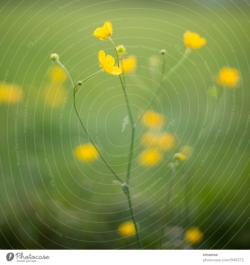buttercups Nature Plant Summer Climate Grass Bushes Blossom Foliage plant Wild plant Garden Park Meadow Field Illuminate Growth Natural Yellow Green Crowfoot