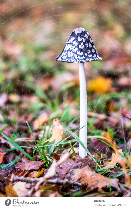 forest dwellers Nature Drops of water Autumn Leaf Meadow Forest Brown Yellow Green White Mushroom Limp cap Stalk Colour photo Detail Deserted Copy Space top Day