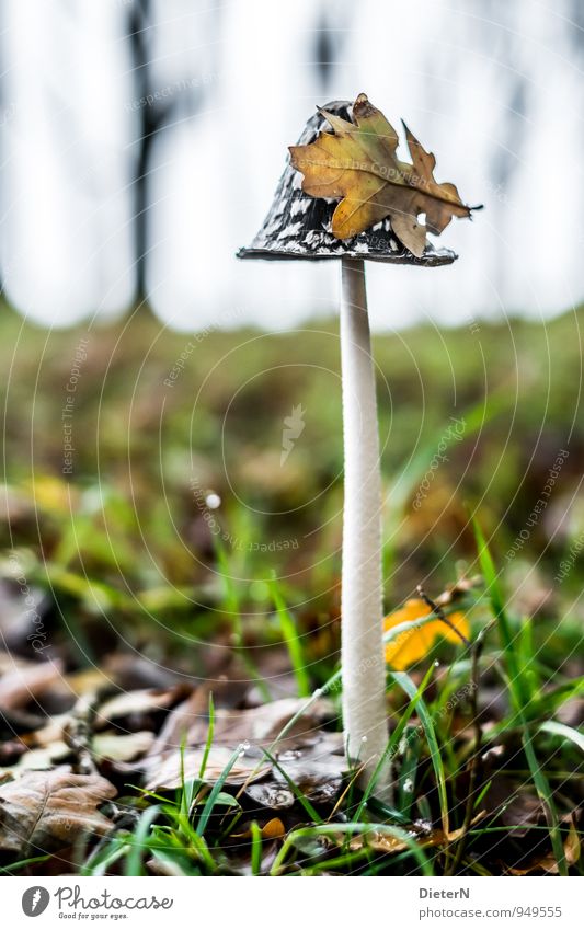 Sheet in front of head Nature Autumn Weather Leaf Forest Yellow Green Black Dew Drop Mushroom Mushroom cap Colour photo Exterior shot Close-up Detail