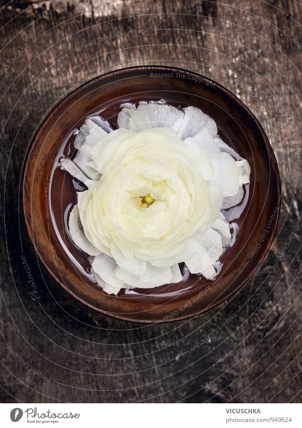 White flower in brown wood bowl with water Style Design Alternative medicine Wellness Relaxation Spa Massage Sauna Leisure and hobbies Flat (apartment)
