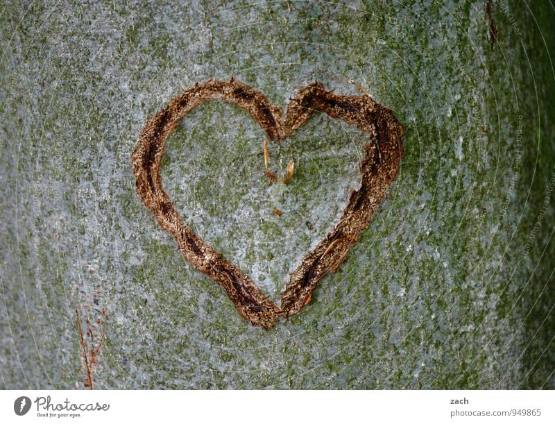donor organ Valentine's Day Wedding Plant Tree Tree trunk Tree bark Wood Sign Ornament Heart Love Kitsch Gray Emotions Happy Sympathy Infatuation Romance