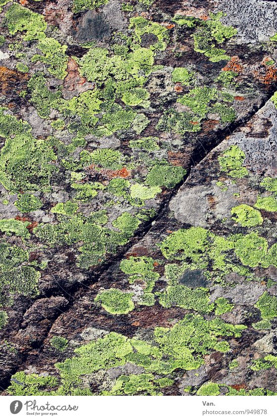 Divided Personality Nature Autumn Moss Lichen Rock Stone Gray Green Column Furrow Colour photo Multicoloured Exterior shot Detail Structures and shapes Deserted