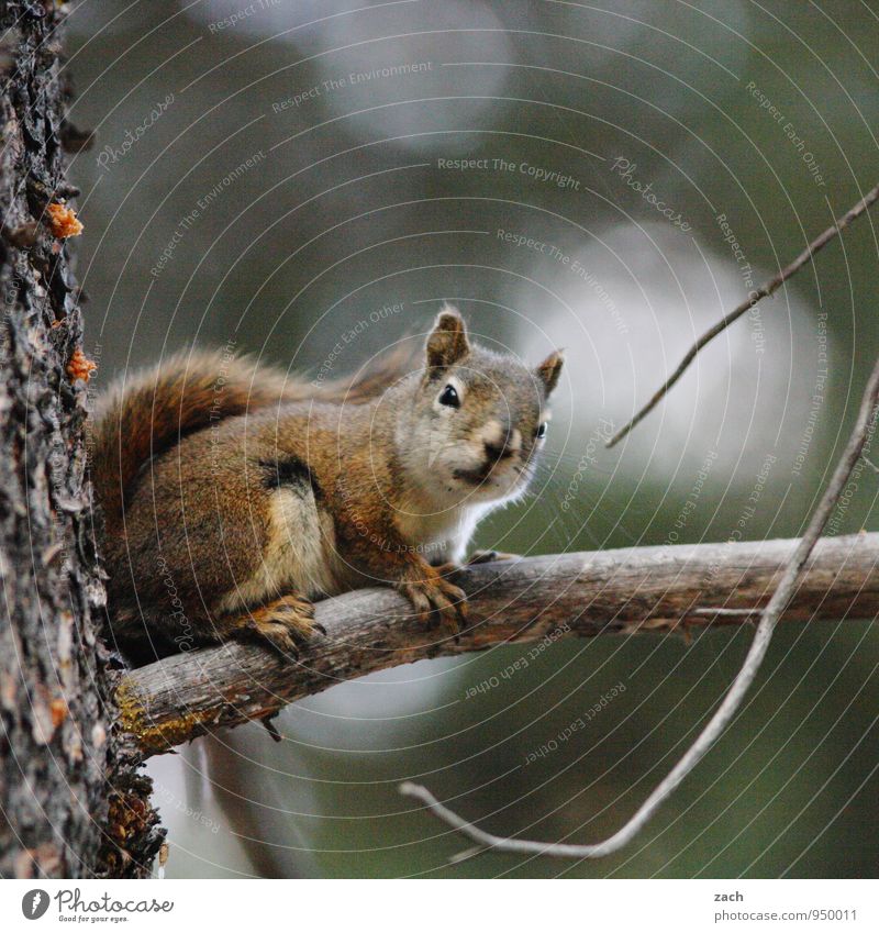 Everything at a glance Nature Animal Tree Coniferous trees Coniferous forest Forest Wild animal Rodent Squirrel 1 To hold on To feed Feeding Gray Cute