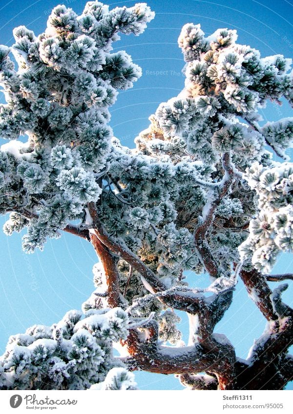 Iced tree Tree White Cold Finland Winter Thin Snow Blue