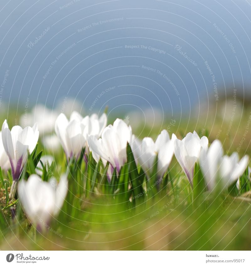 Spring awakening - Sorry delay! Crocus Flower Meadow Blossom Alpine pasture Mountain meadow Wake up Jump Pasture grassland