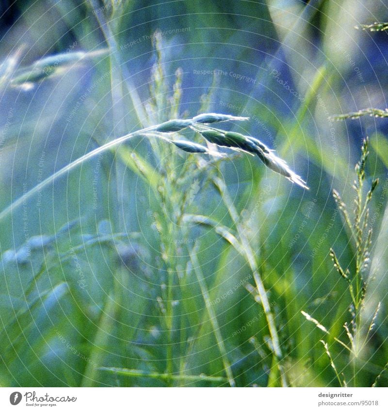 beetle perspective Grass Blade of grass Meadow Easy Delicate Green Summer Light Fragile Bright sunshine