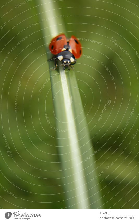 fly | lucky beetle ready for takeoff Ladybird red beetle symbol of luck Good luck charm Happy Beetle on tour Snapshot Congratulations Congratulations card