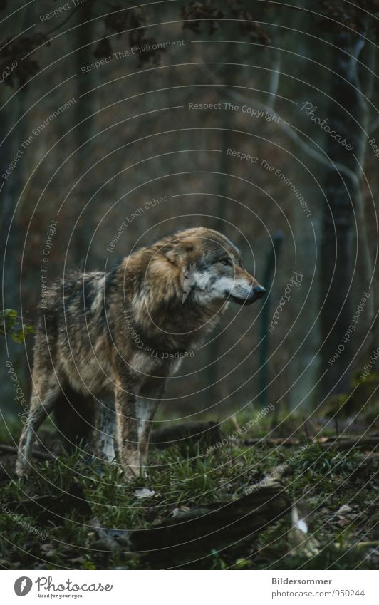 . Autumn Grass Forest Wild animal Wolf 1 Animal Observe Looking Stand Wait Dark Gloomy Brown Gray Green Love of animals Loneliness Timidity Respect Fear