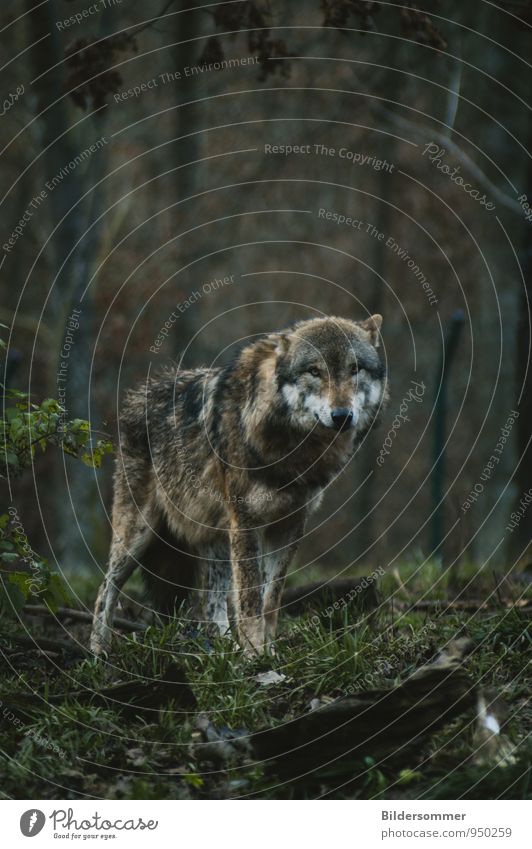 . Tree Grass Bushes Forest Animal Wild animal Wolf she-wolf 1 Observe Looking Stand Threat Dark Soft Brown Gray Green Success Might Love of animals Fear