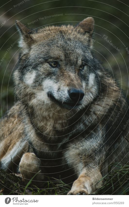 . Animal Wild animal Wolf 1 Lie Natural Brown Green Black White Love of animals Dangerous Timidity Respect Popular belief False Fairy tale