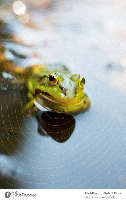 Frog Perspective Animal 1 Blue Brown Yellow Gold Gray Black Eyes Pond Wet Water Looking Looking into the camera Shadow Hide unimpressed Reflection quack