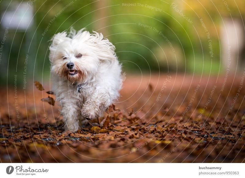 Small autumn storm Joy Nature Animal Autumn Leaf Garden Long-haired Pet Dog 1 Funny Speed Brown Yellow Green White Havanese Seasons Action Running Colour photo