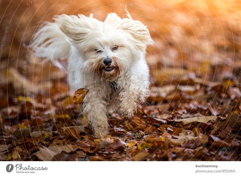 autumn foliage Joy Animal Autumn Leaf Long-haired Pet Dog 1 Funny Speed Brown Yellow White Havanese Seasons Action Running Colour photo Exterior shot