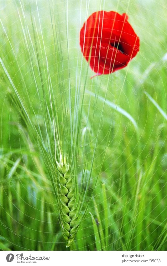 contrasts Flower Poppy Barley Red Green Light Grain Bright poppy seed corn cereal bigg weed tares Medicinal plant