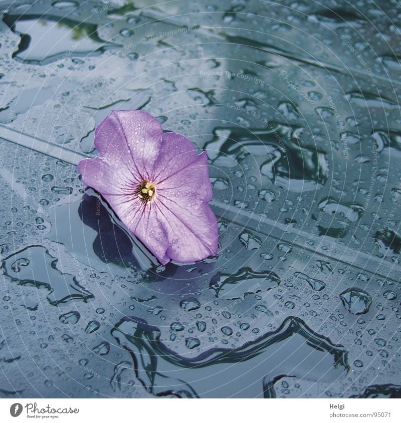 purple blossom lies on a blue table with raindrops Flower Blossom Petunia Violet Rain Wet Table Garden table Puddle Reflection Blossom leave To fall Delicate