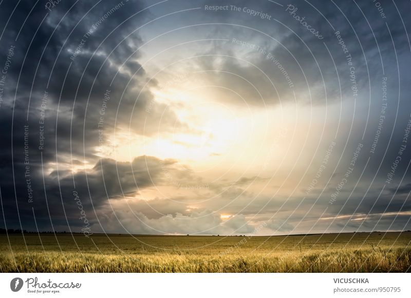 Stormy sky over wheat field Summer Nature Landscape Plant Air Sky Clouds Storm clouds Horizon Sun Solar eclipse Sunlight Autumn Weather Thunder and lightning