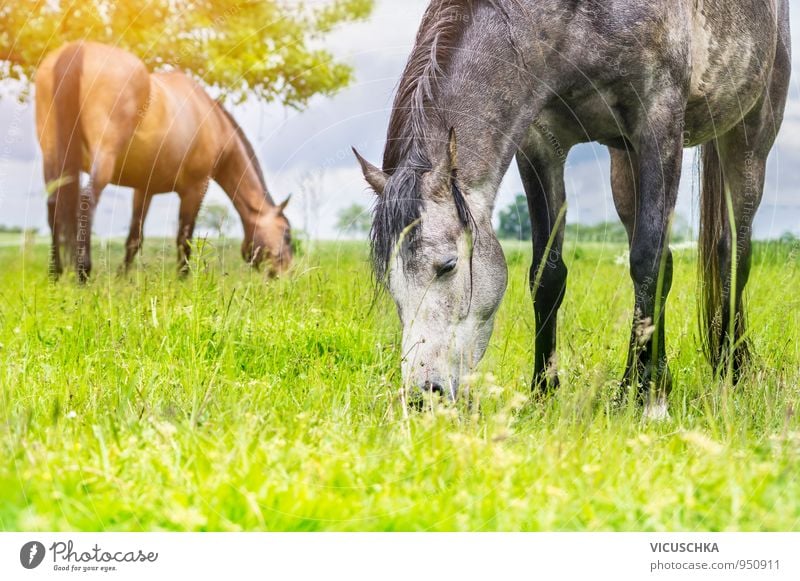 Grazing horses after the thunderstorm. Plant Animal Clouds Sun Sunlight Summer Beautiful weather Meadow Field Pet Farm animal Horse 2 Herd Pair of animals Green
