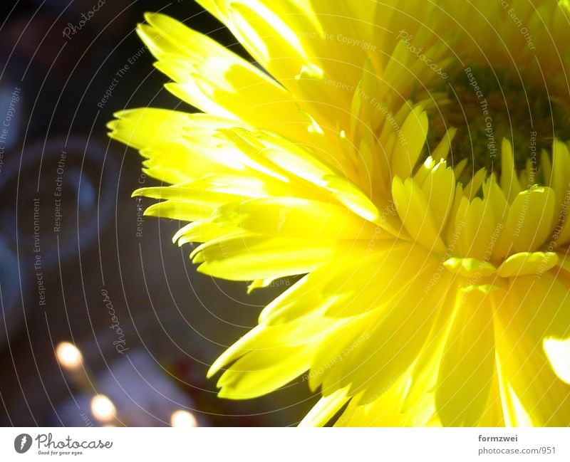 flower Flower Yellow Things